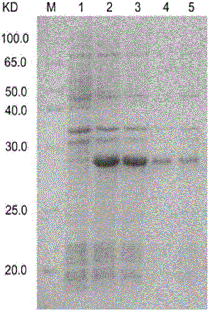 Platanus pollen allergen Pla a 3 and monoclonal antibody thereof