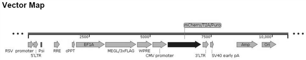 Application of methionine enzyme gene therapy in treatment of malignant tumors