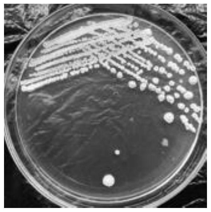 Bacillus siamensis and application thereof in acetoin-rich table vinegar