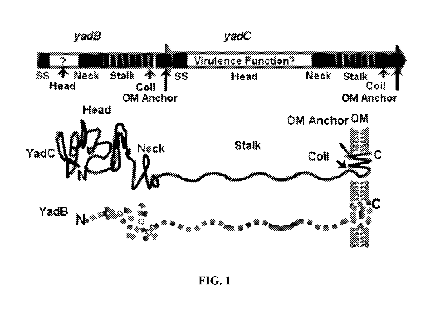 Compositions and methods for treating Yersinia pestis infection