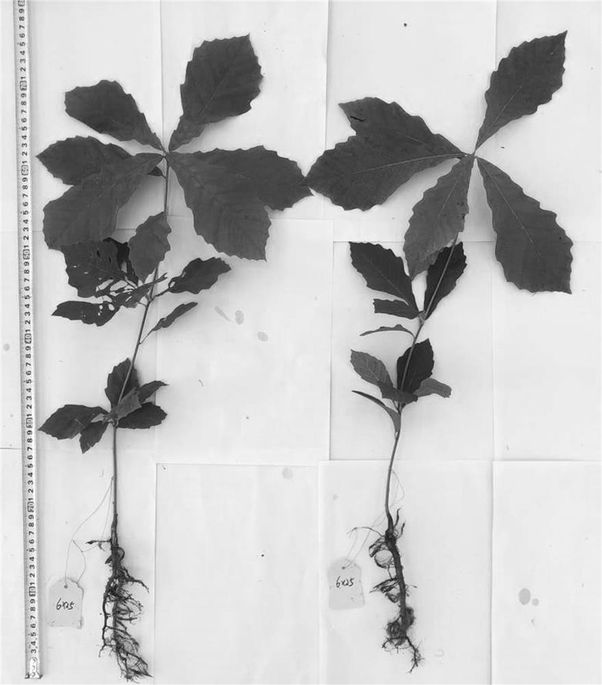 A method for optimizing seedling root balls in light-duty substrate Quercus liaotungen non-woven containers