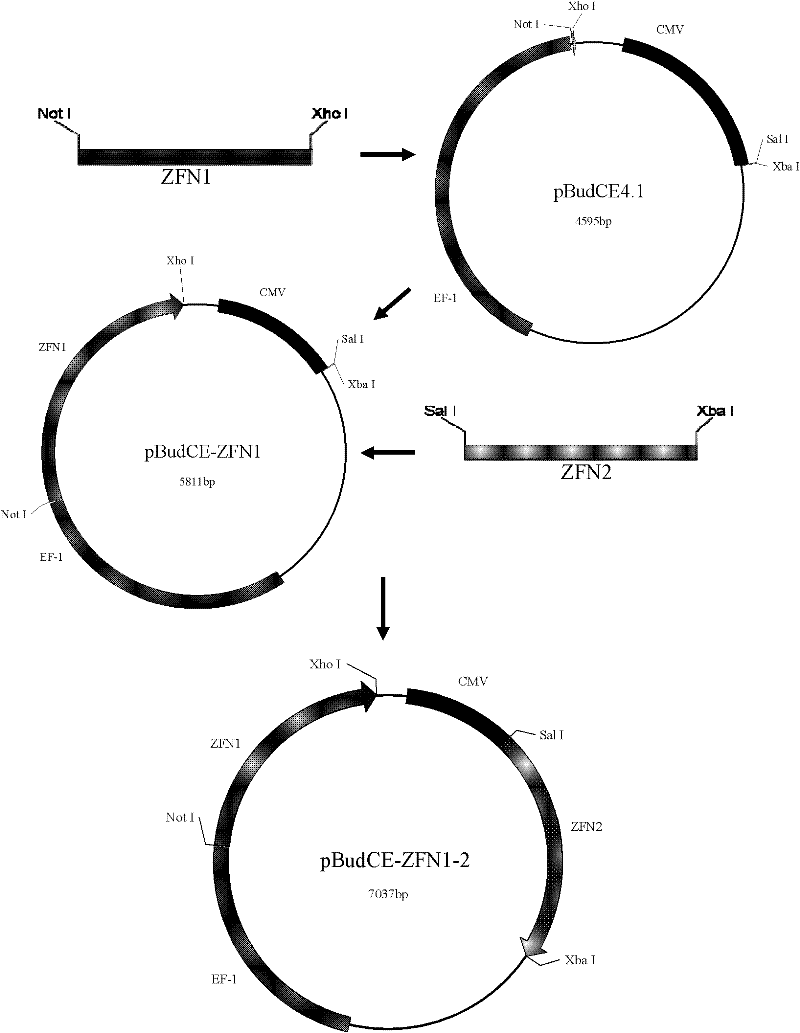 Method for knocking out cattle beta-lactoglobulin gene by using zinc finger nucleases (ZFNs)