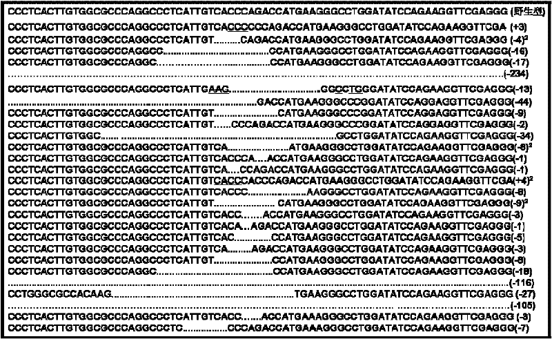 Method for knocking out cattle beta-lactoglobulin gene by using zinc finger nucleases (ZFNs)