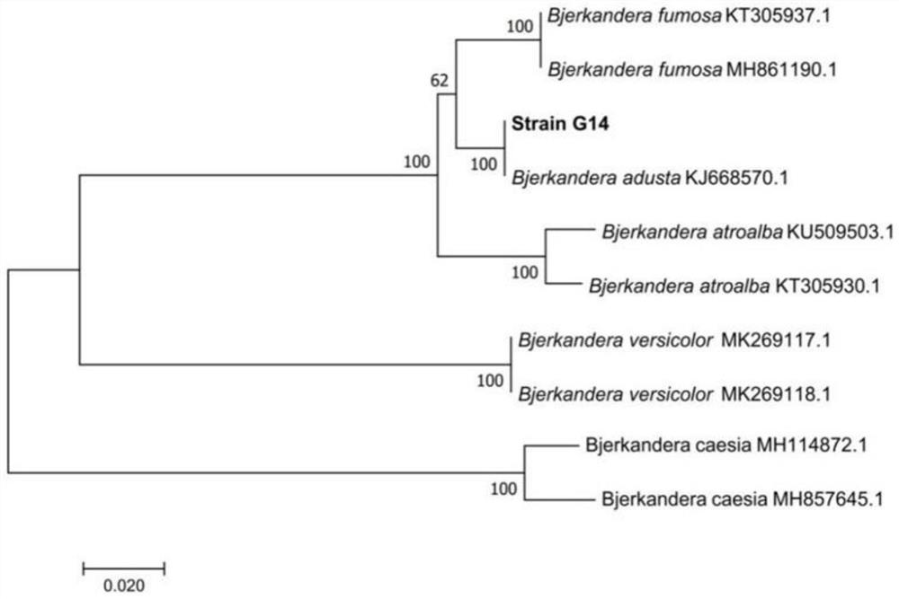 Bjerkandera adusta G14 and application thereof