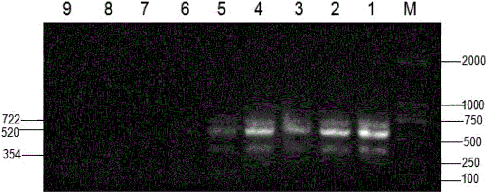 Detection kit for Yersinia rohdei causing enterocolitis and detection method