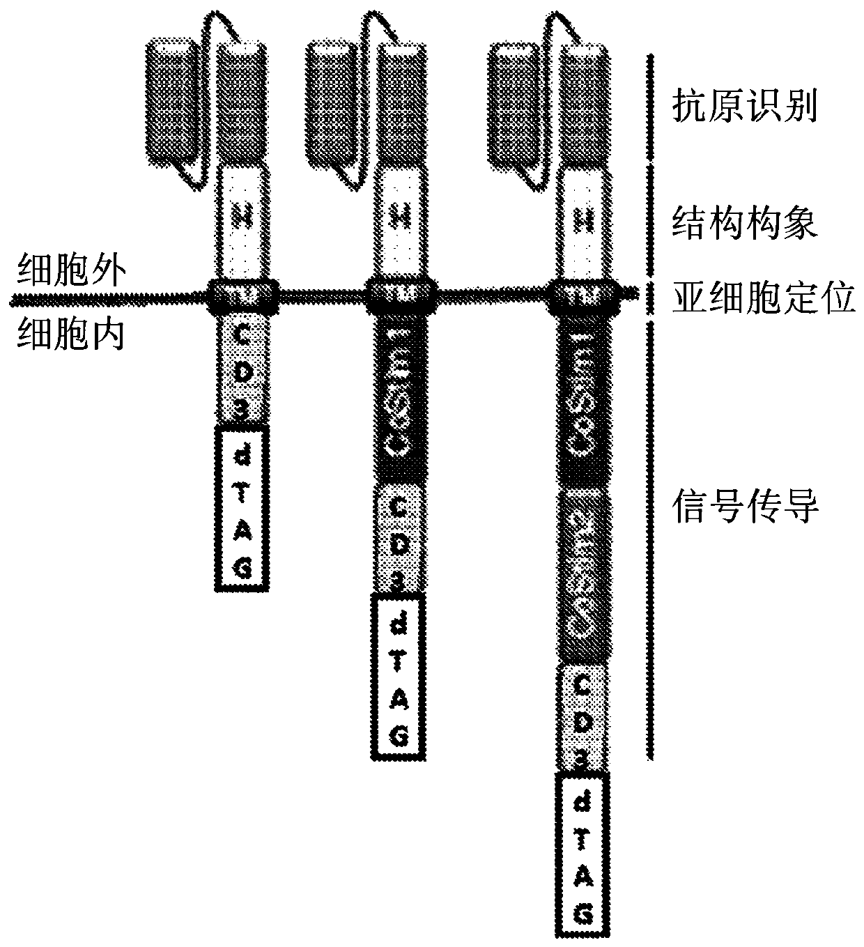 Regulating chimeric antigen receptors