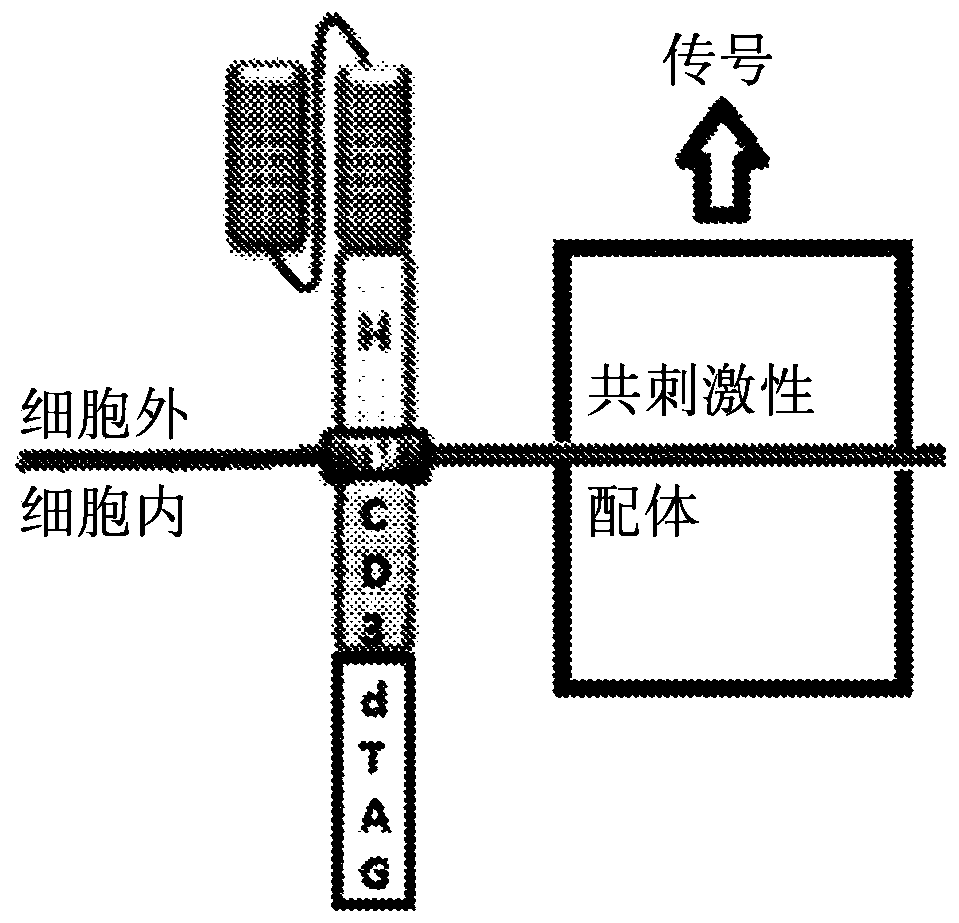 Regulating chimeric antigen receptors