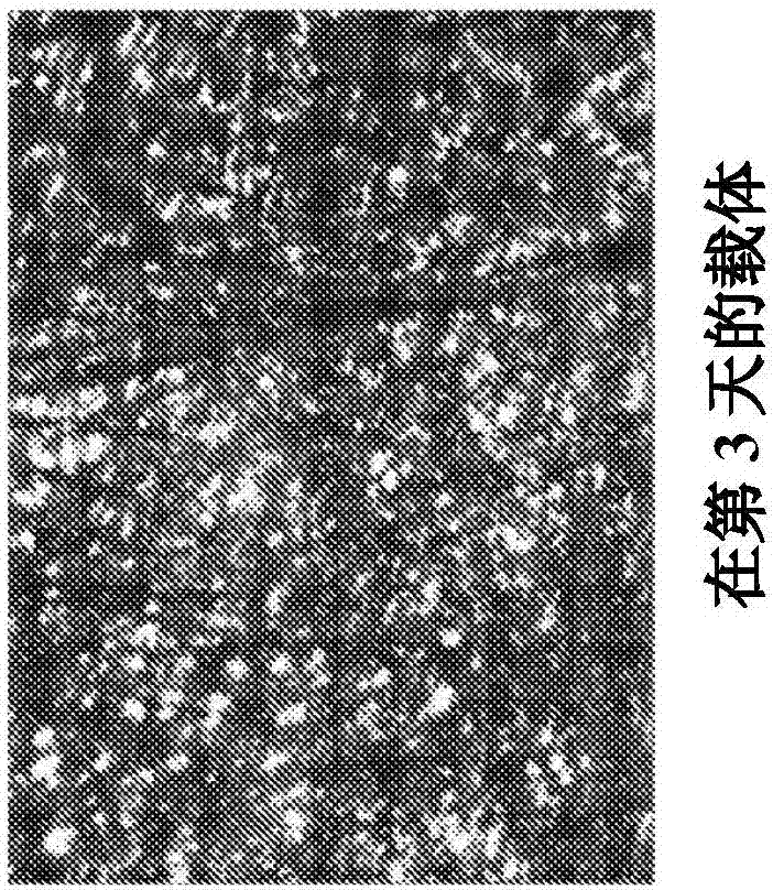 Methods for producing virus for vaccine production