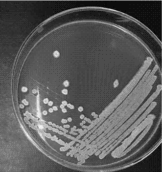 Bacillus siamensis and application thereof to prevention and treatment of powdery mildew of plant