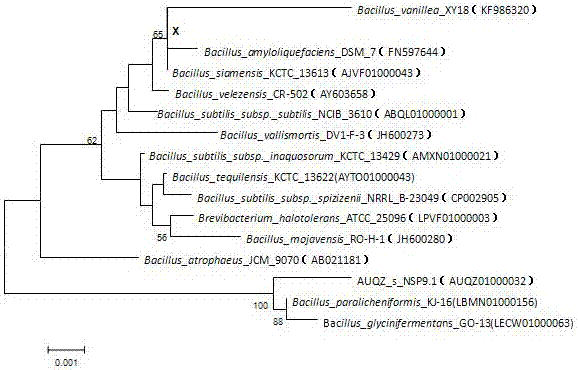 Bacillus siamensis and application thereof to prevention and treatment of powdery mildew of plant