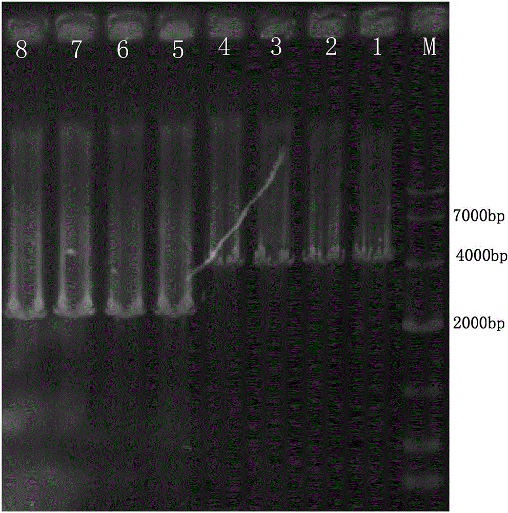 Acyl coenzyme A-reductase gene phsR and application thereof