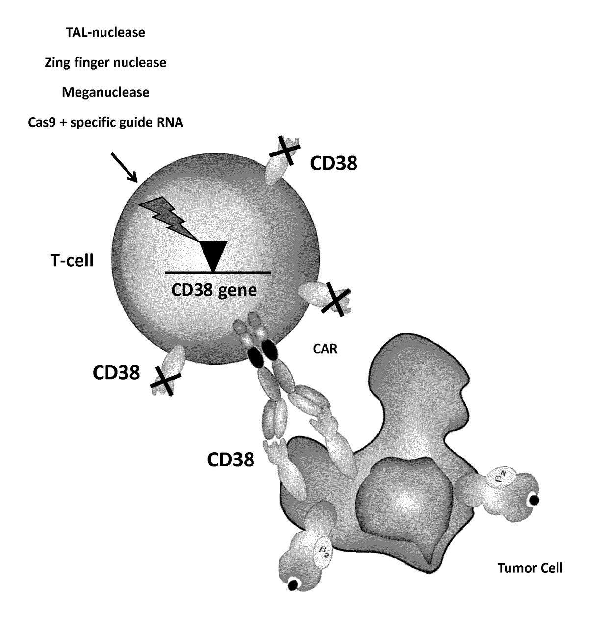 Cells for immunotherapy engineered for targeting cd38 antigen and for cd38 gene inactivation