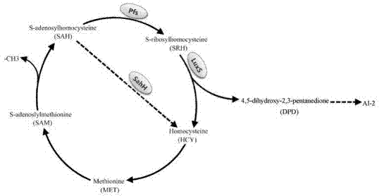 Streptococcus mutans AMC metabolic recovery strain based on LuxS defect