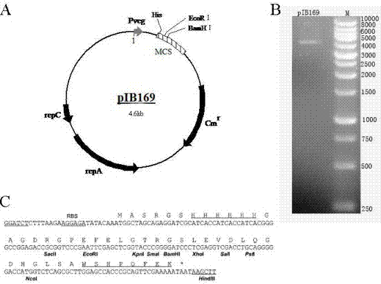 Streptococcus mutans AMC metabolic recovery strain based on LuxS defect