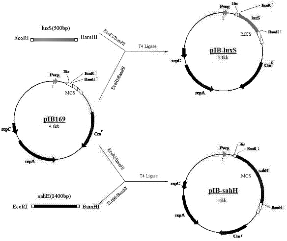 Streptococcus mutans AMC metabolic recovery strain based on LuxS defect