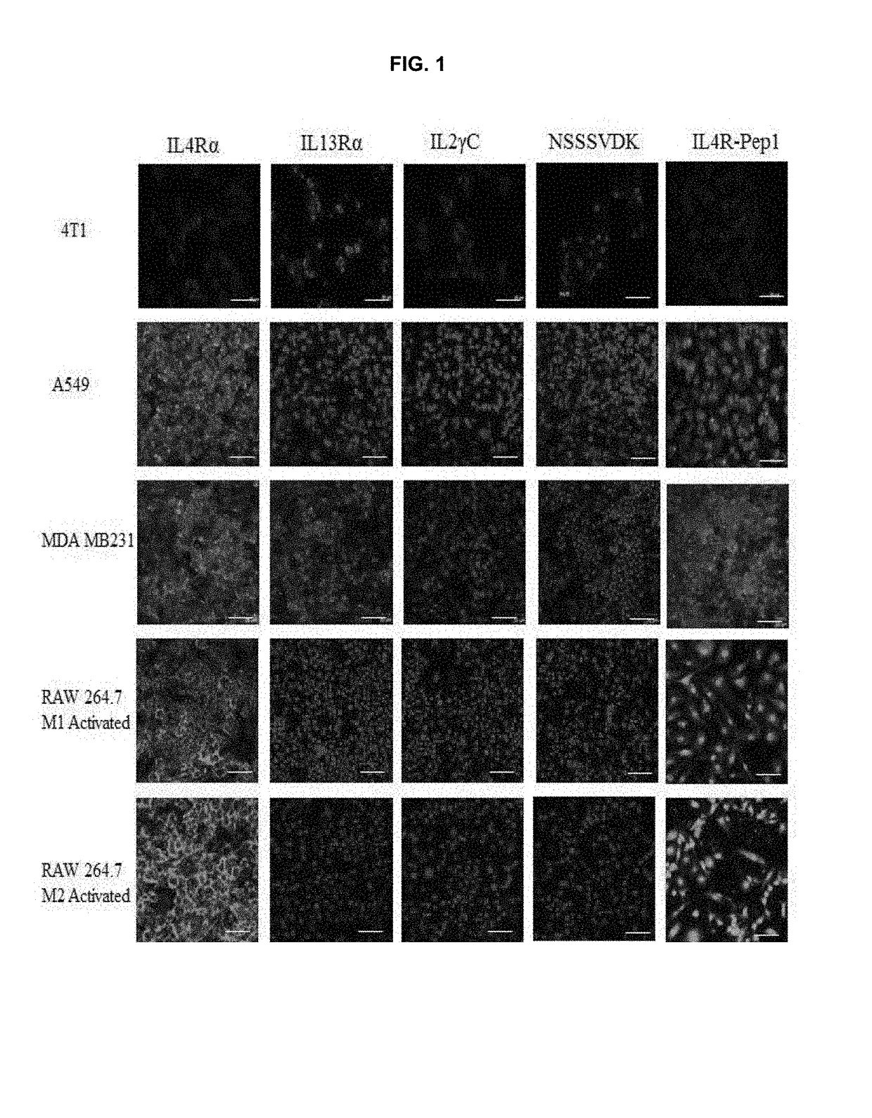 Pharmaceutical composition that is anticancer and suppresses cancer metastasis, containing, as active ingredient, fusion peptide simultaneously targeting cancer cell and tumor associated macrophage