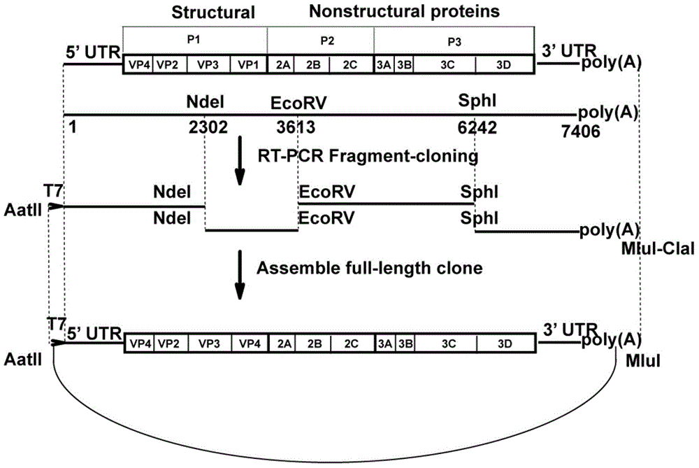 A ca16 infectious clone with green fluorescent protein gene and its construction method and application