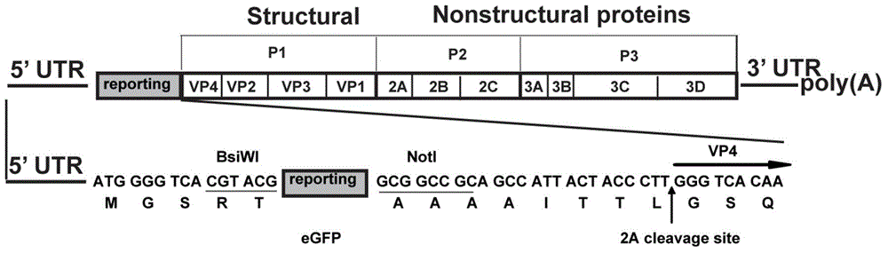 A ca16 infectious clone with green fluorescent protein gene and its construction method and application