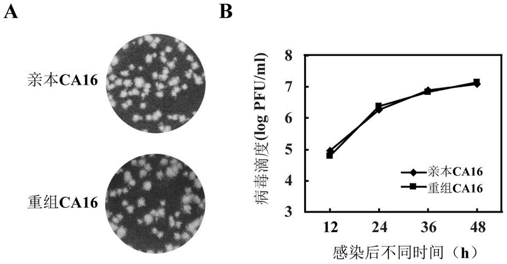 A ca16 infectious clone with green fluorescent protein gene and its construction method and application