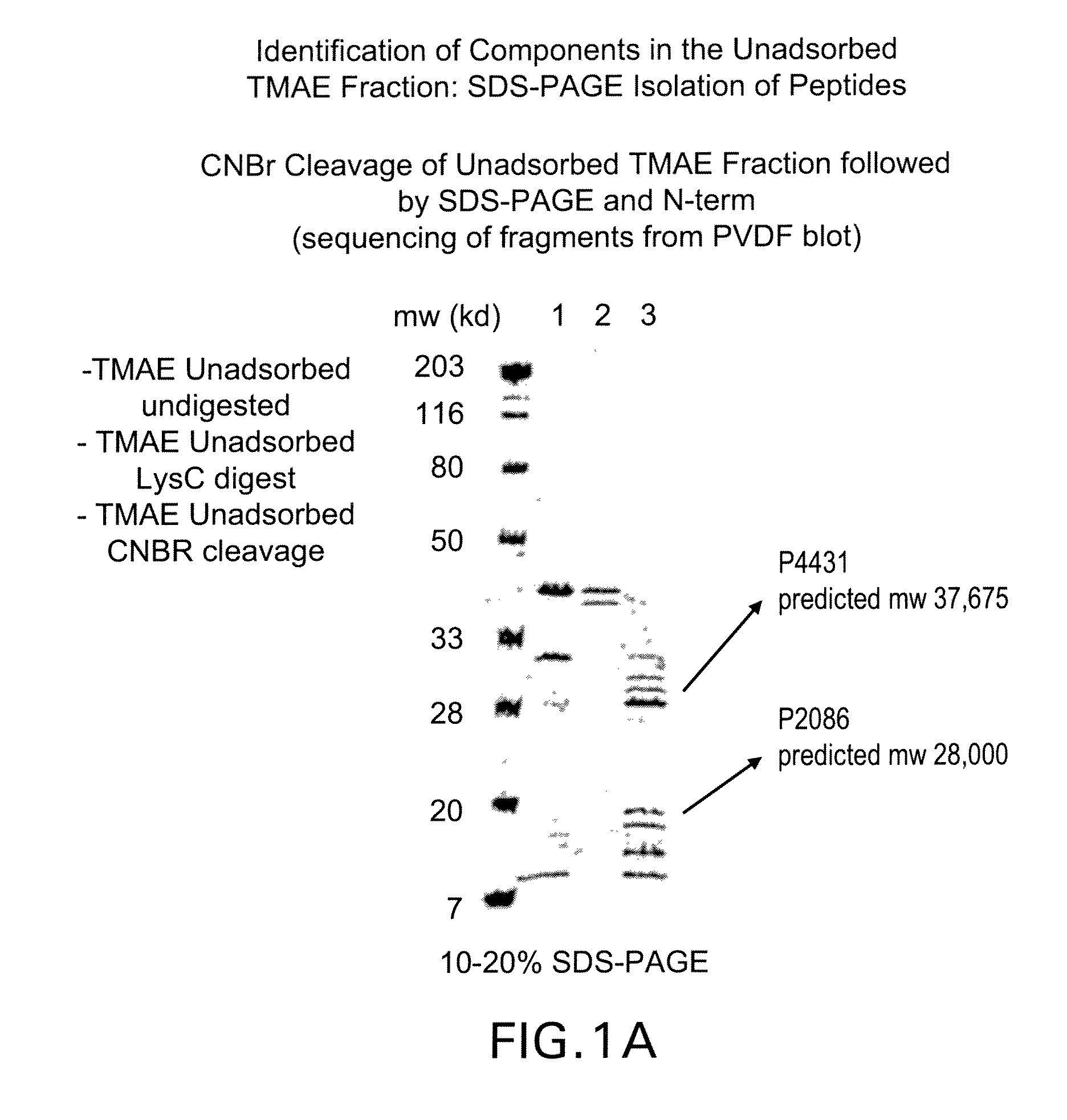 Novel immunogenic compositions for the prevention and treatment of meningococcal disease