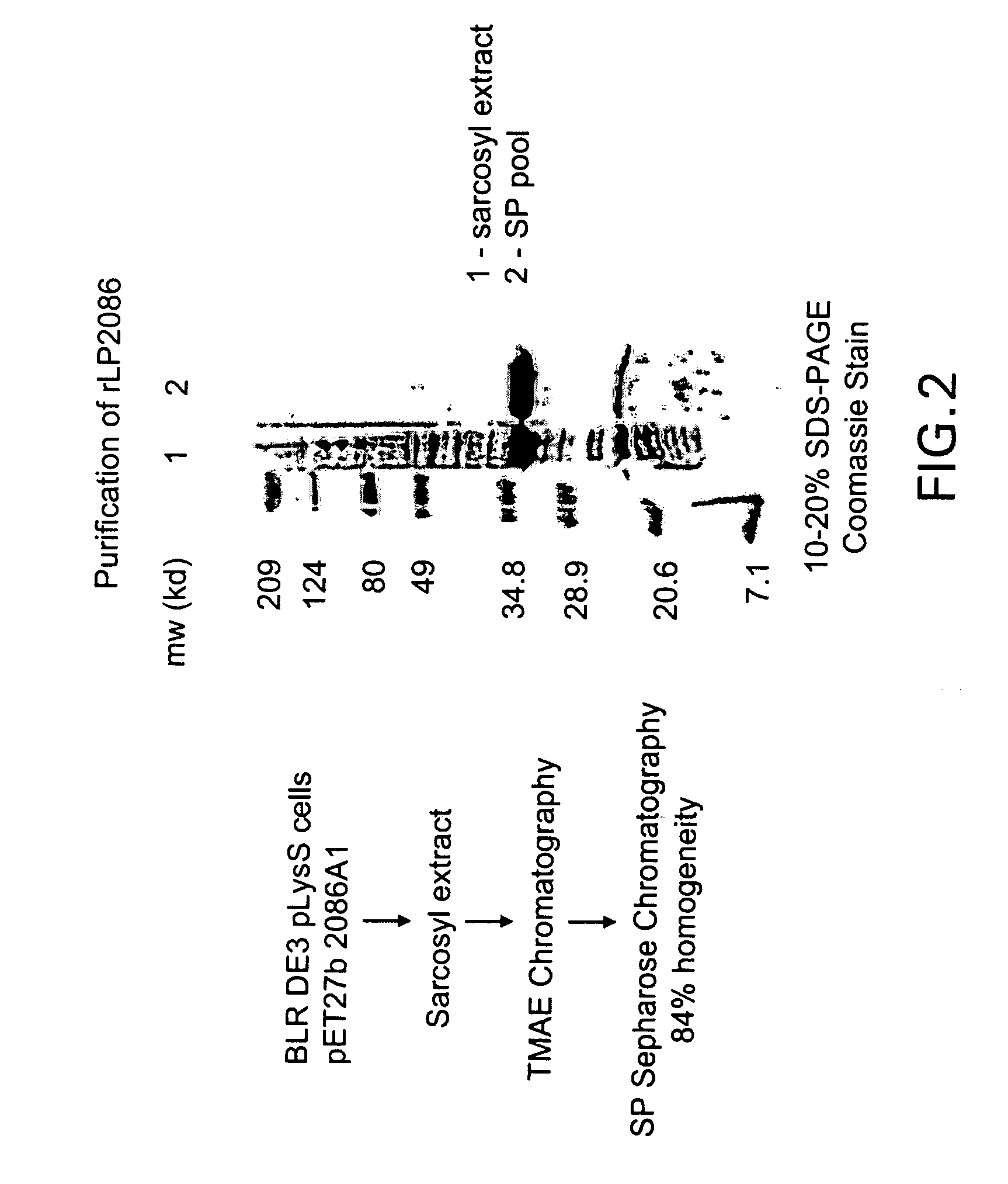 Novel immunogenic compositions for the prevention and treatment of meningococcal disease