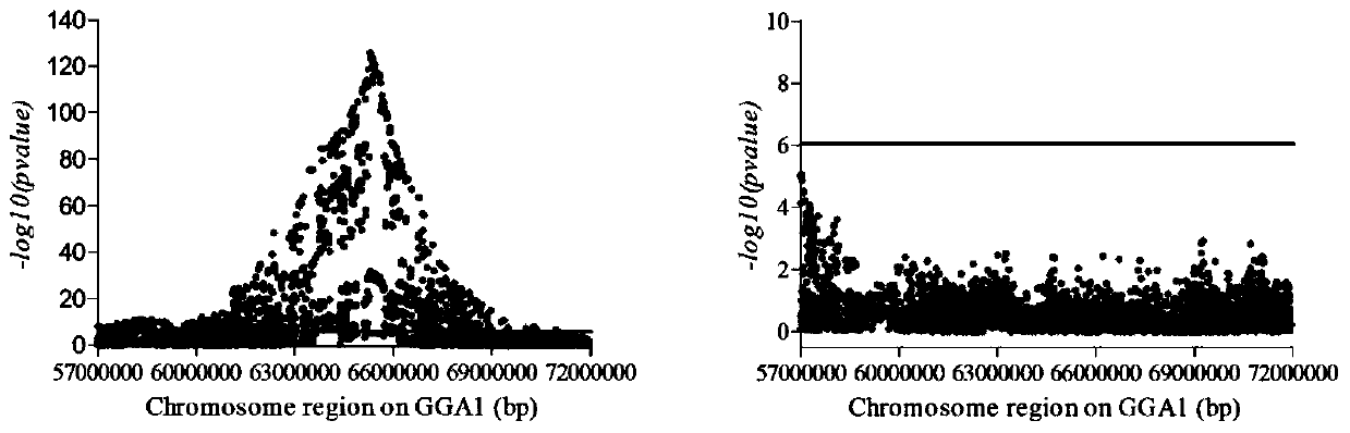 SNP molecular marker related to shade of colors of green-eggshell egg shell of chicken and application of SNP molecular marker