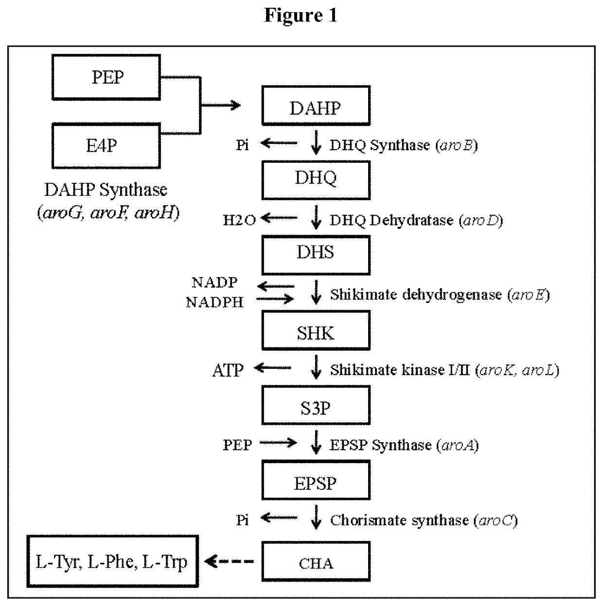 Muconic acid production from genetically engineered microorganisms