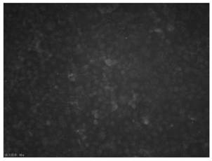 Screening method of Marc-145 cell strain capable of being used for culturing PRRSV to obtain virus liquid with high virus content