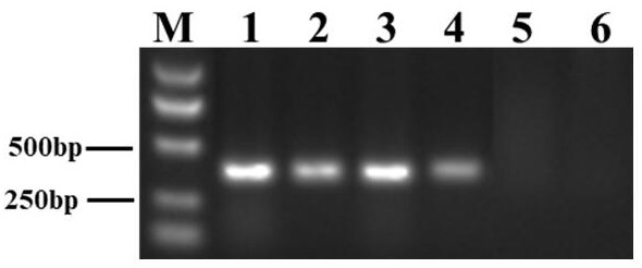 Breeding method for improving wheat scab resistance by using scab-resistant germplasm SF7EL9