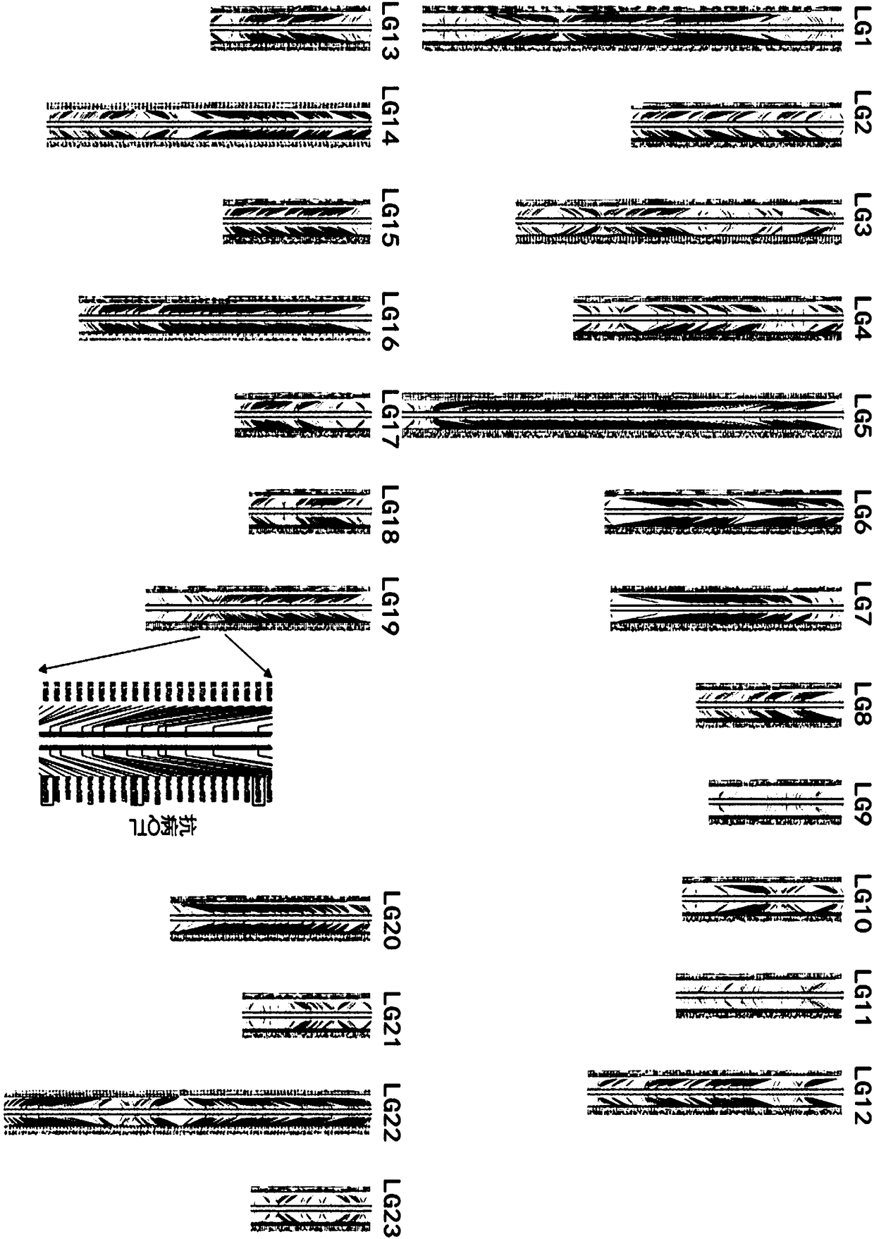 Genetic molecular marking combination for anti-disease stichopus japonicas breeding and application of genetic molecular marking combination