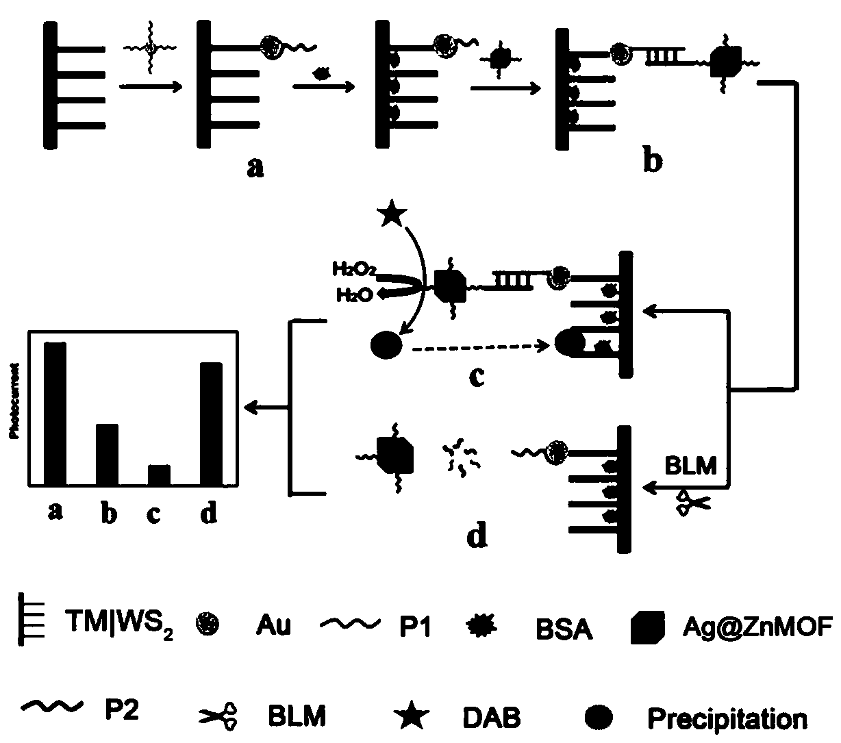 Photoelectrochemical biosensor and detection method thereof for BLM (bleomycin)