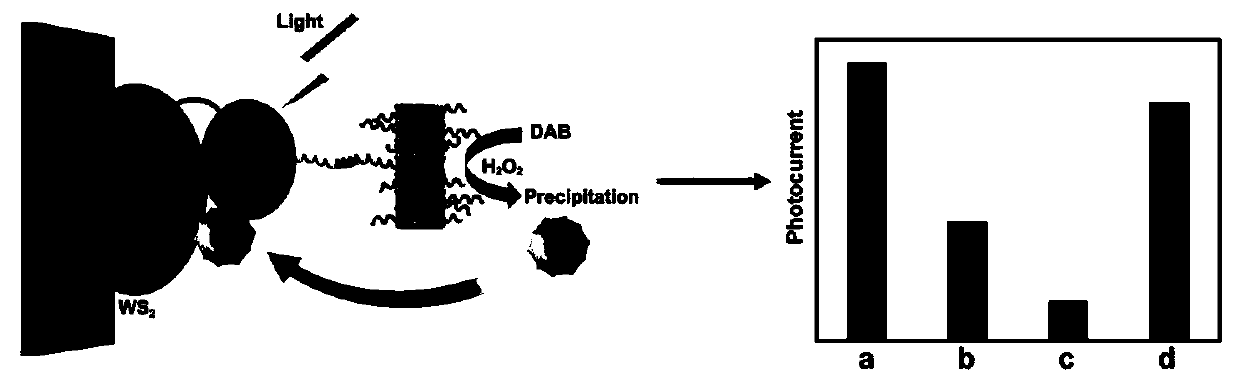 Photoelectrochemical biosensor and detection method thereof for BLM (bleomycin)