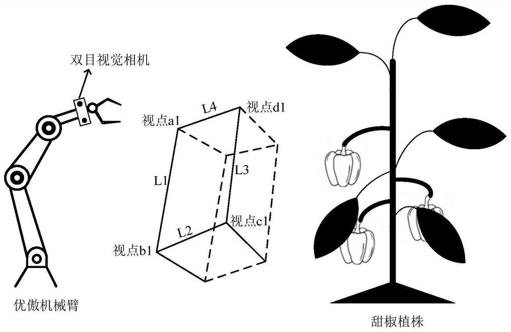 Method for recognizing sweet peppers and determining picking sequence based on multi-view three-dimensional reconstruction