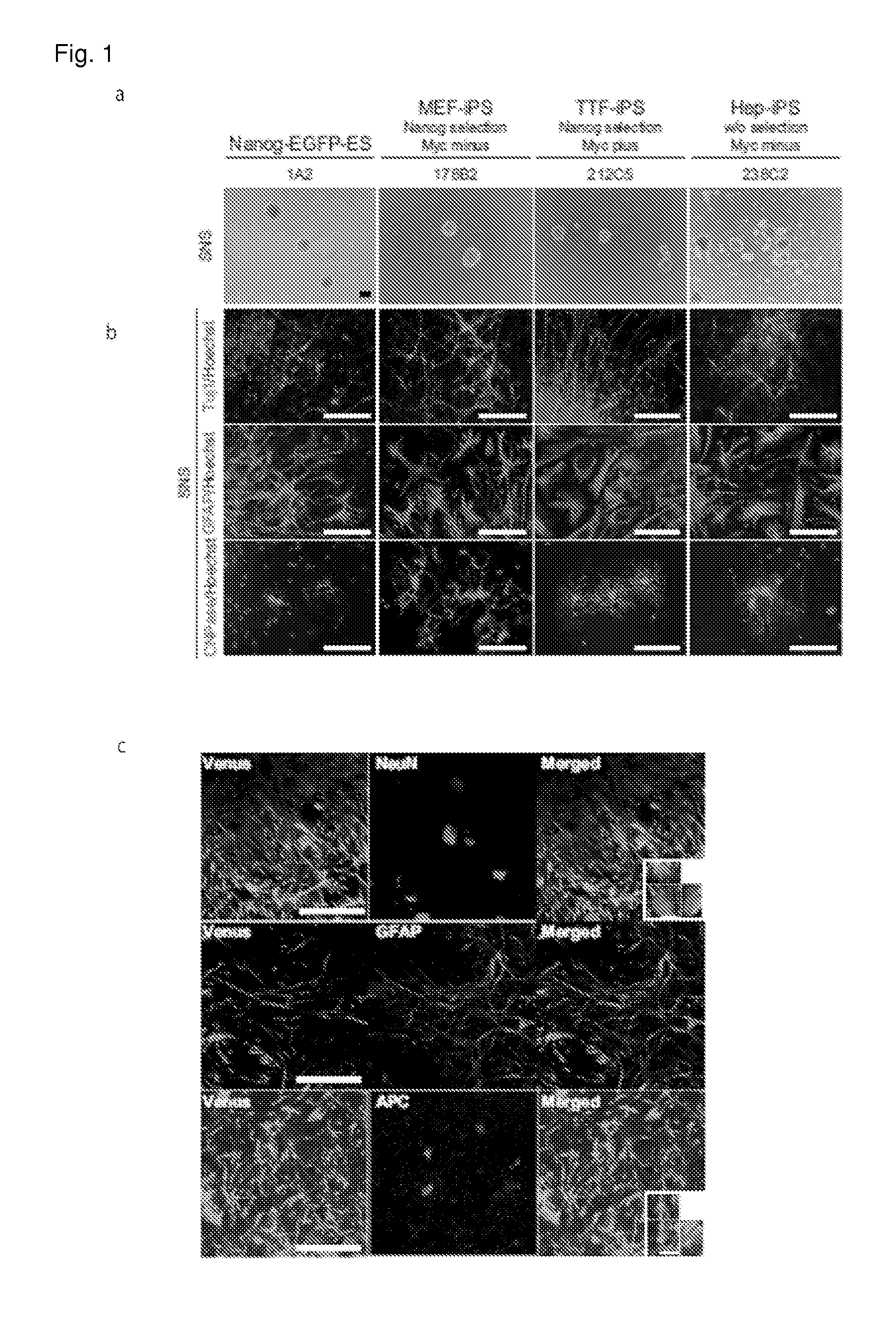 Method for selecting clone of induced pluripotent stem cells