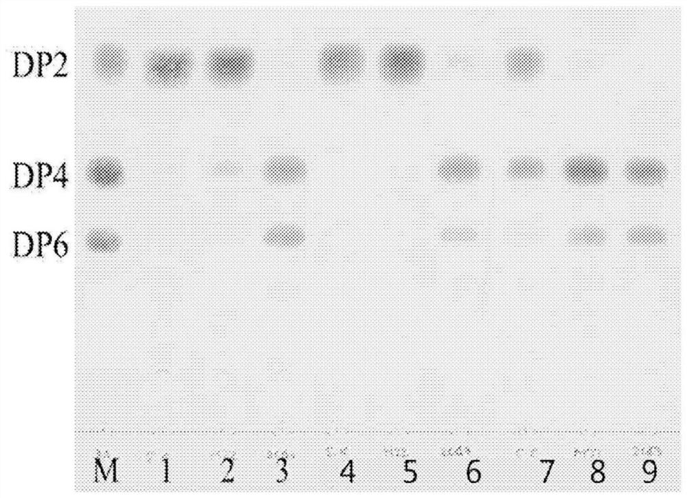 Streptomyces coelicolor mutant strain, method of producing beta-agarase by using same, and method of producing neoagaro-oligosaccharides by using same