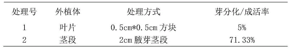 Method for disinfecting plumbago auriculata tissue culture explants