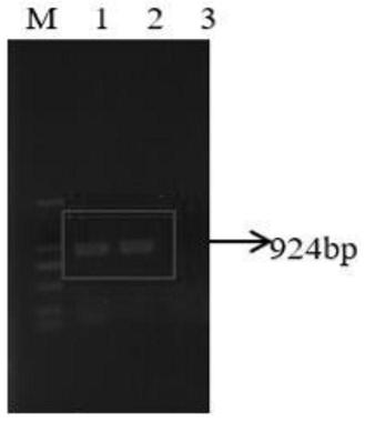 Method for improving competitive nodulation capacity of nodule bacteria USDA110