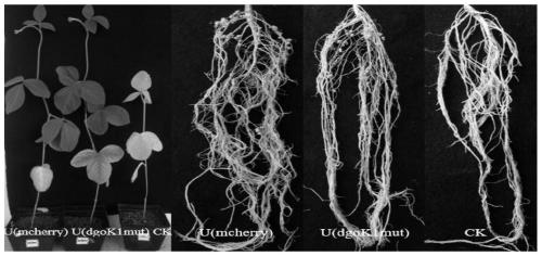 Method for improving competitive nodulation capacity of nodule bacteria USDA110