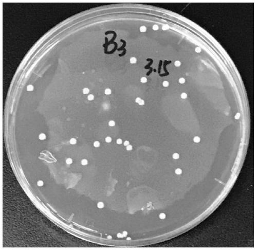 Lactobacillus for producing lactic acid and H2O2 and application of lactobacillus