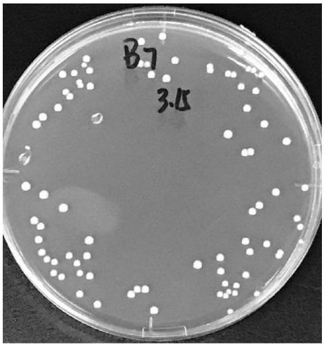 Lactobacillus for producing lactic acid and H2O2 and application of lactobacillus