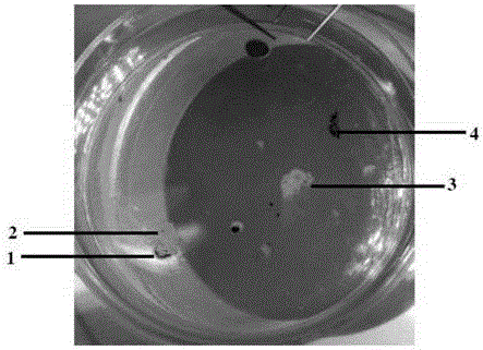 Construction method of human retinal pigment epithelial cell bank