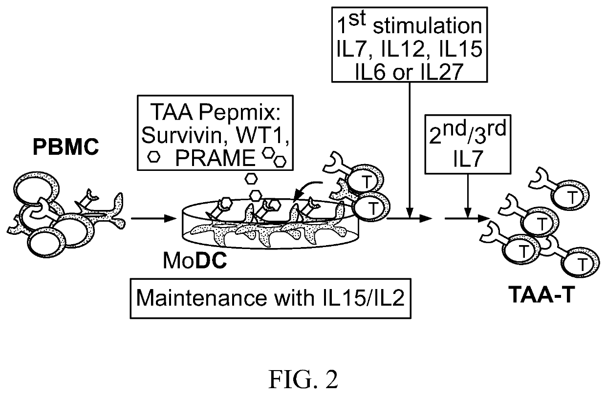 Fixed ratio ex vivo activated mixed lymphocyte products for use in the treatment of cancer