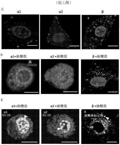 Therapeutically active complexes