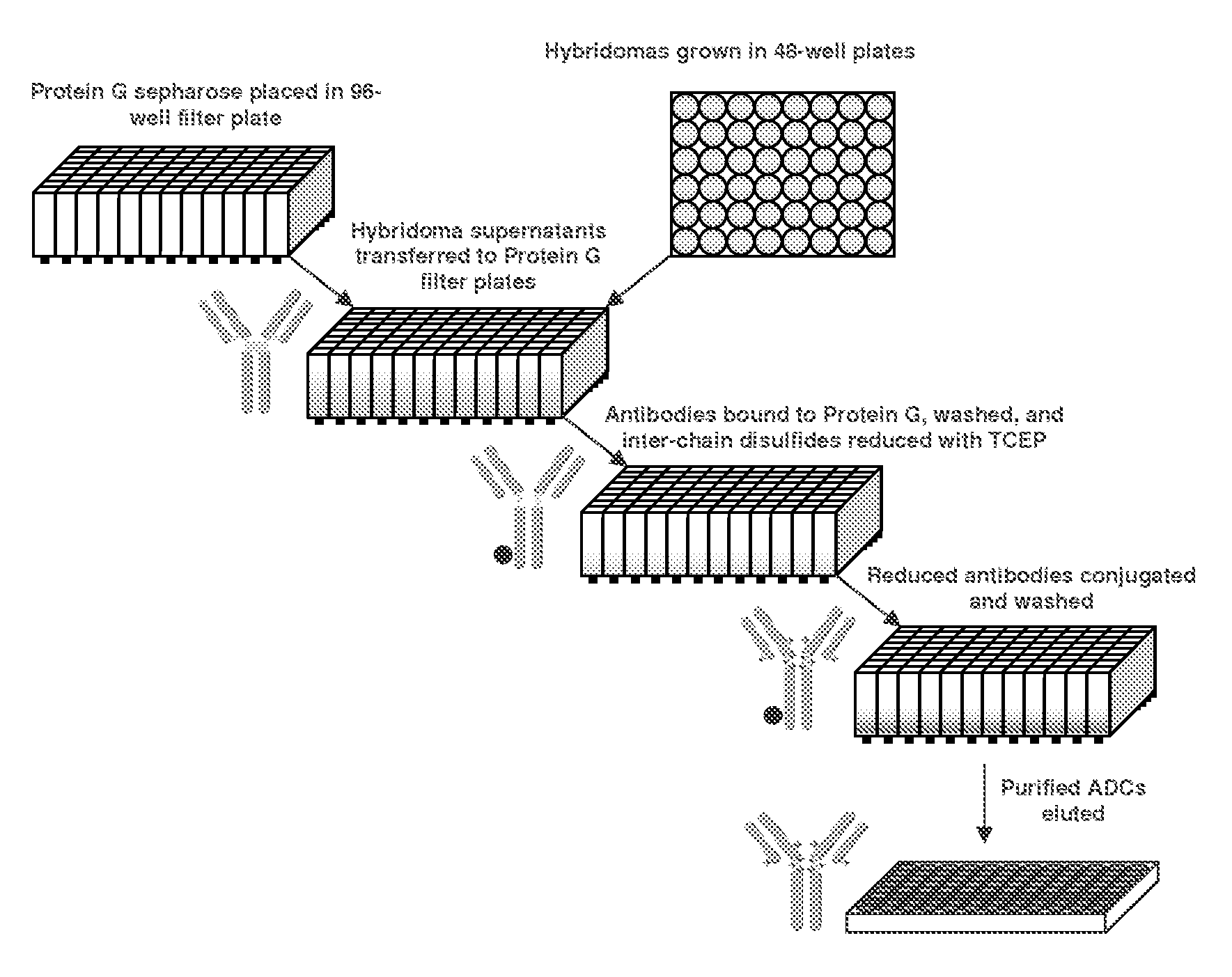 Methods for screening antibodies