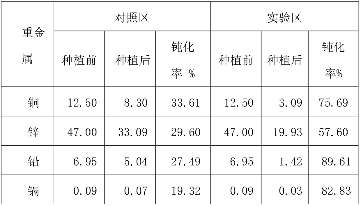 Microbial agent and application thereof to passivation of heavy metals in soil