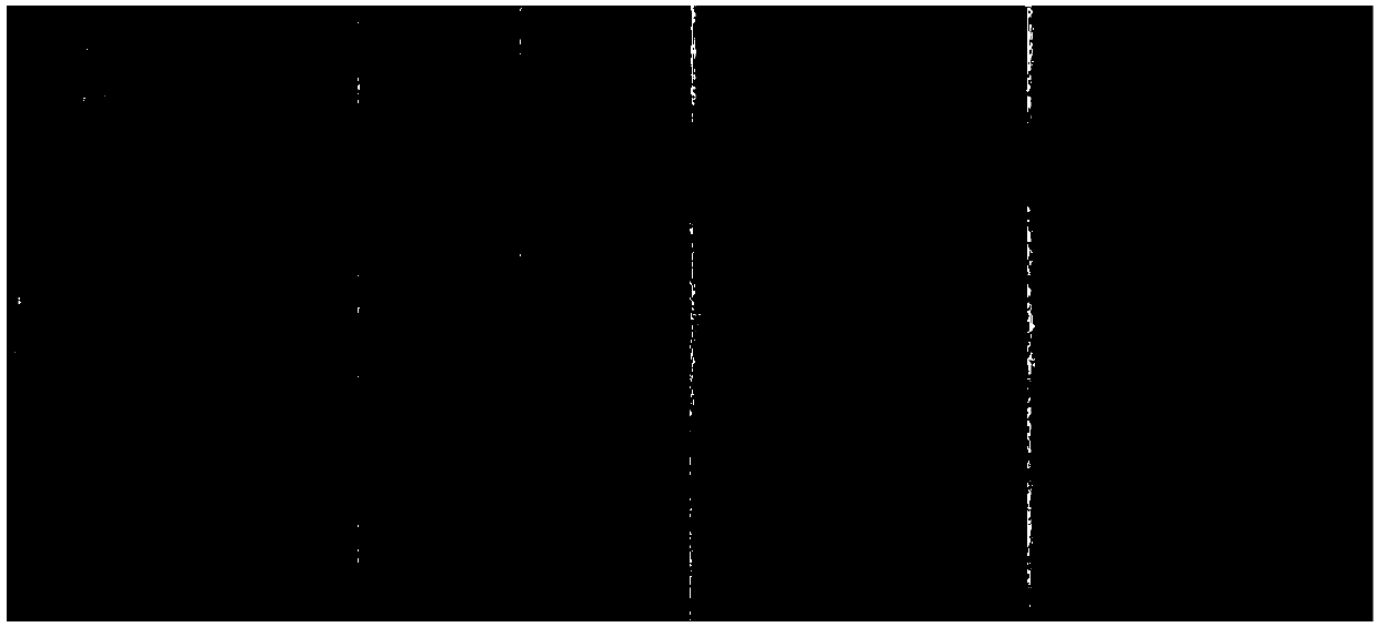 Sensitization test strip for rapidly detecting cronobacter sakazakii and application of sensitization test strip