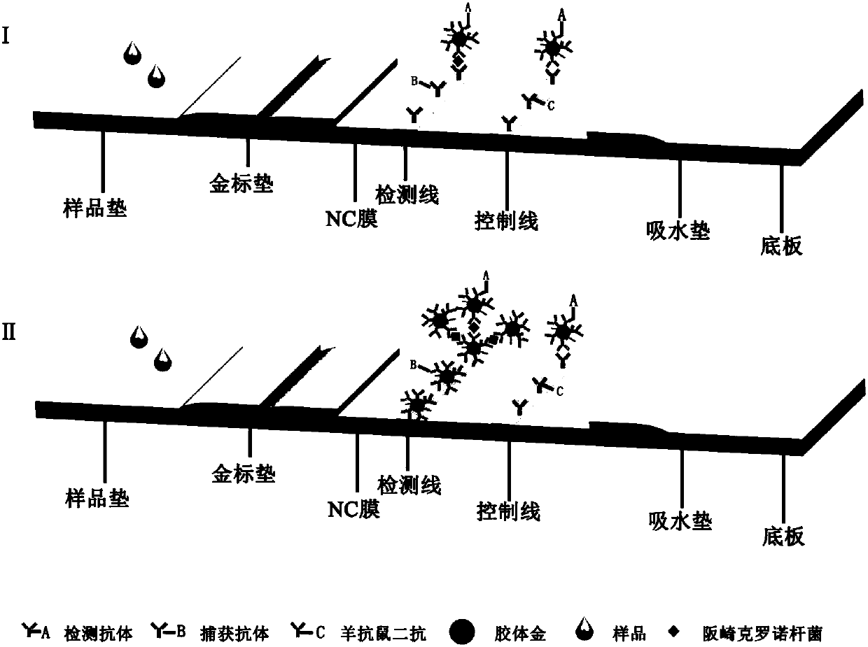 Sensitization test strip for rapidly detecting cronobacter sakazakii and application of sensitization test strip