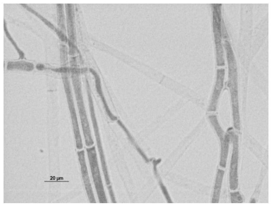 A kind of salvia miltiorrhiza endophytic fungus and its application in promoting the growth of salvia miltiorrhiza and/or synthesizing active ingredients