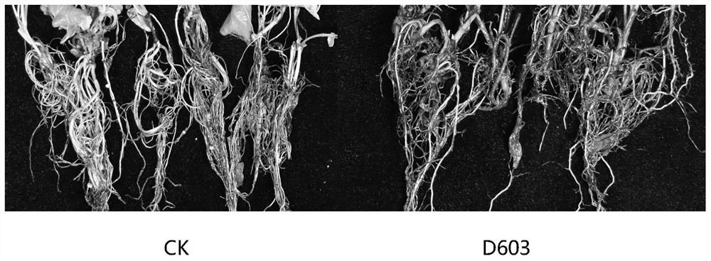 A kind of salvia miltiorrhiza endophytic fungus and its application in promoting the growth of salvia miltiorrhiza and/or synthesizing active ingredients