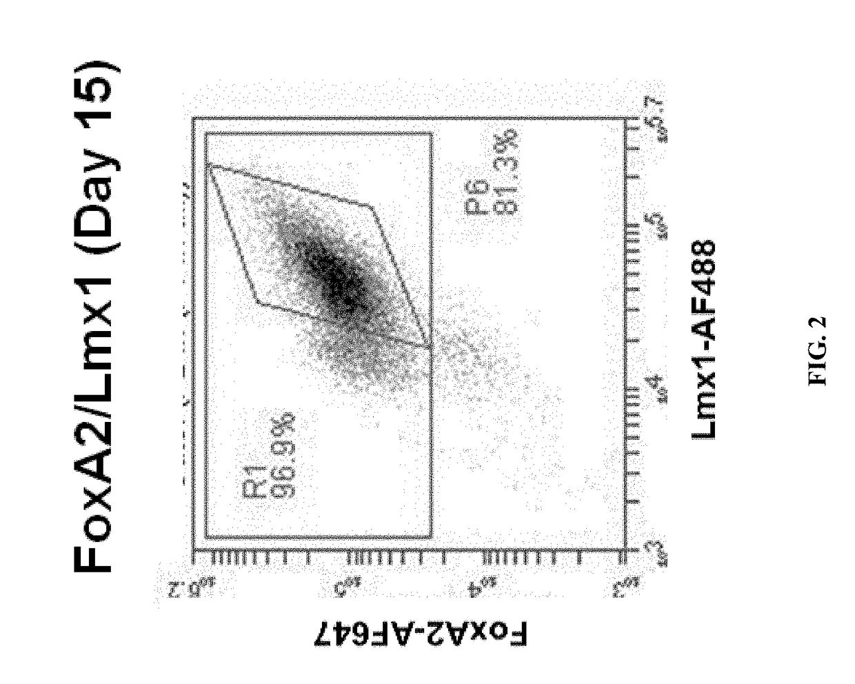 Production of midbrain dopaminergic neurons and methods for the use thereof